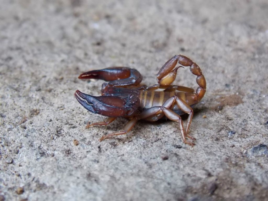 Euscorpius sp. da Piedimonte Matese